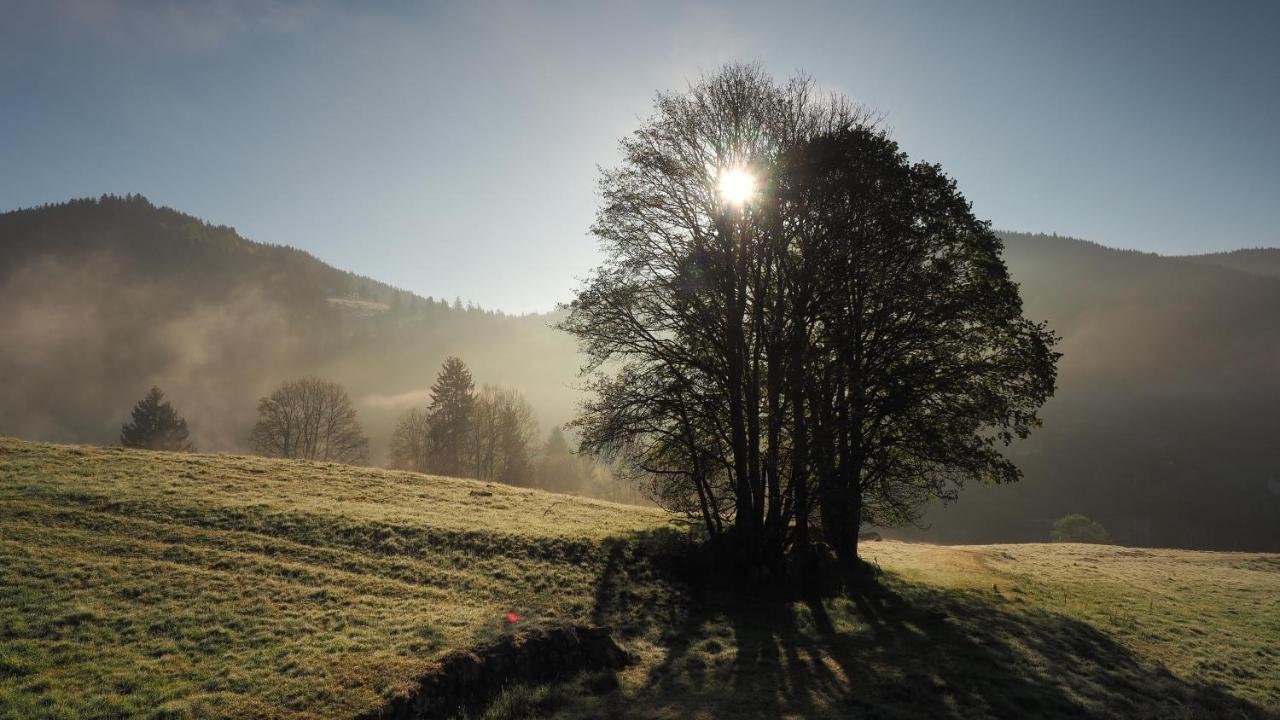 C1 Albmatte-Fewo Sauna, Hallenbad Aussenbecken Massagen Nebenan Menzenschwand-Hinterdorf エクステリア 写真