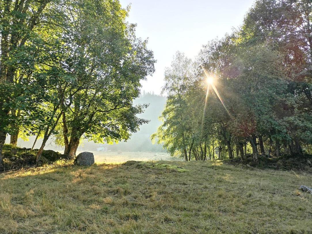 C1 Albmatte-Fewo Sauna, Hallenbad Aussenbecken Massagen Nebenan Menzenschwand-Hinterdorf エクステリア 写真